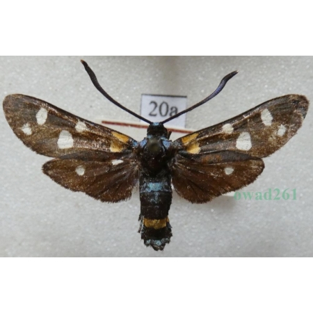 Zygaena ephialtes (Linnaeus, 1767) Kraśnik goryszowiec Czech20a